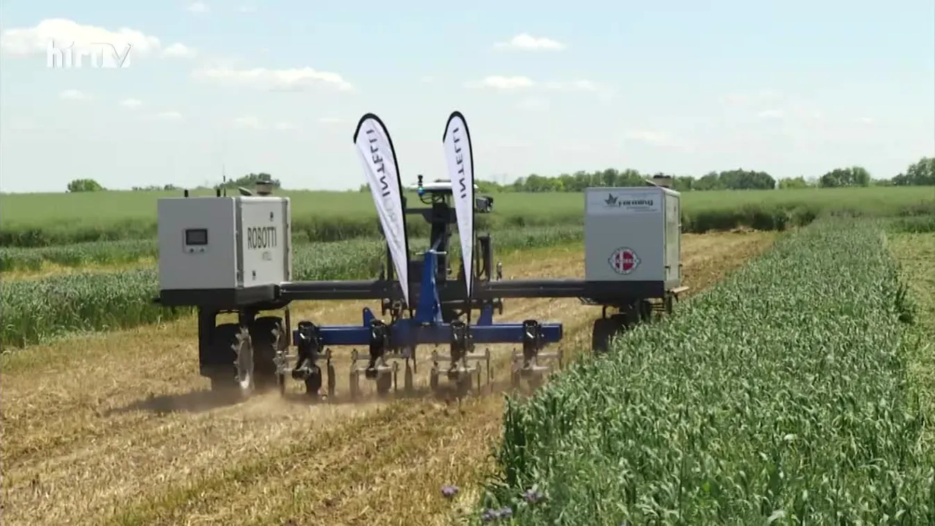 Soroló (2022-06-11)