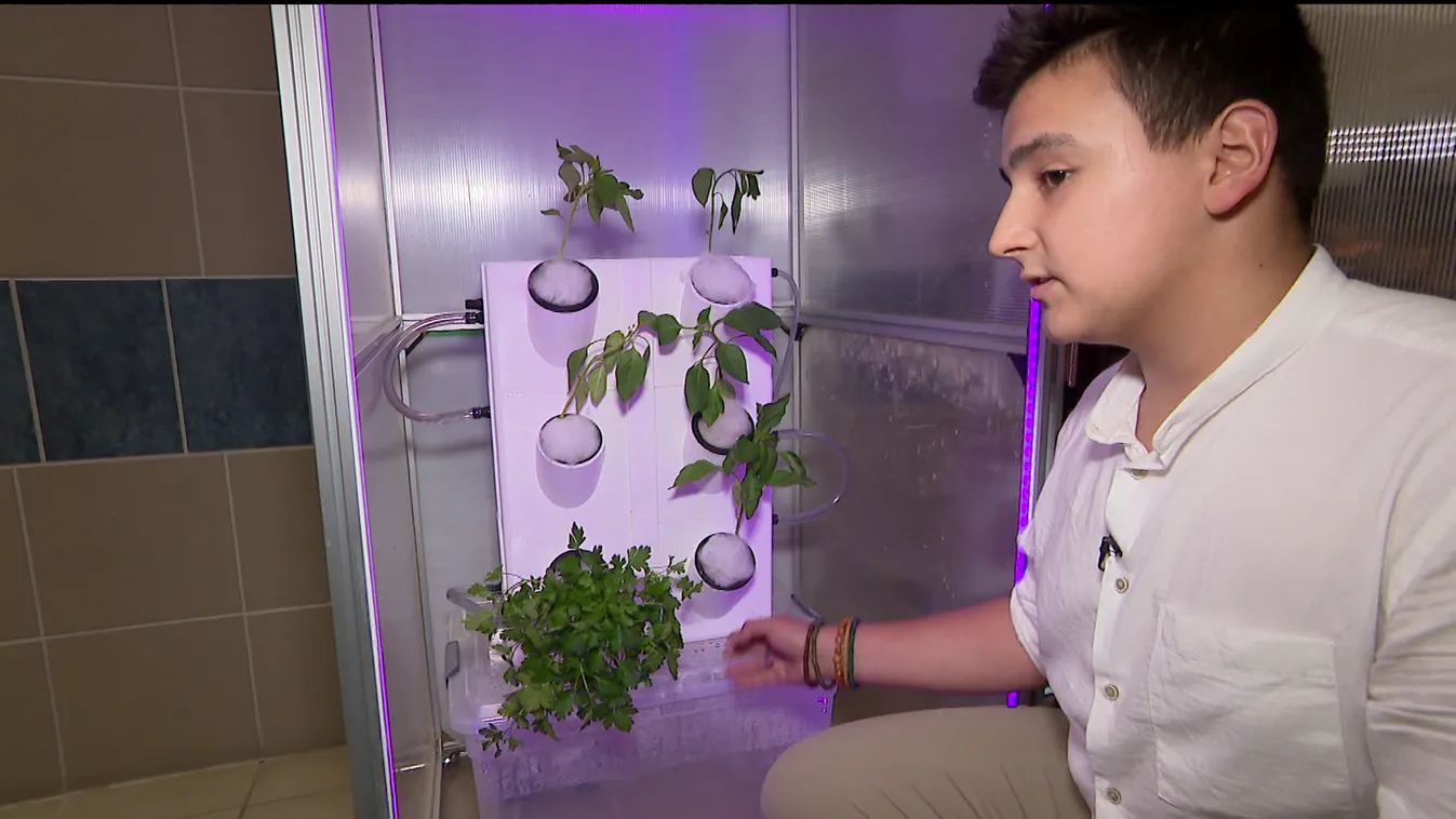 Mozaik - Tudományos tehetségkutató