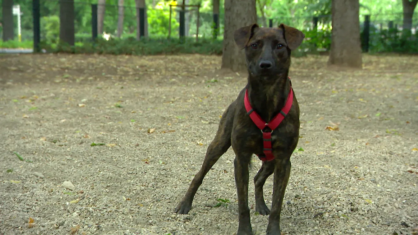 Radar: Végzetes hőgutát kaphatnak