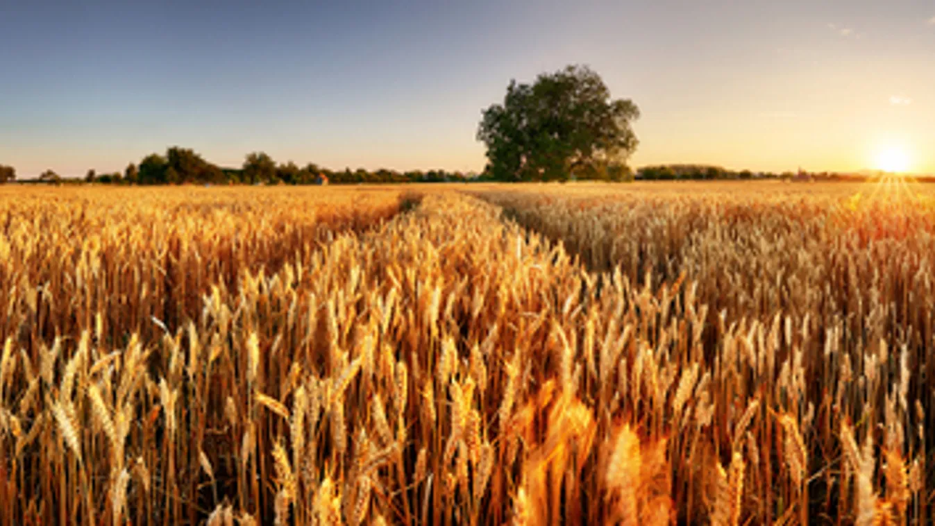 Agrárszakértők: Fordulóponthoz érkezett a világ élelmiszergazdasága