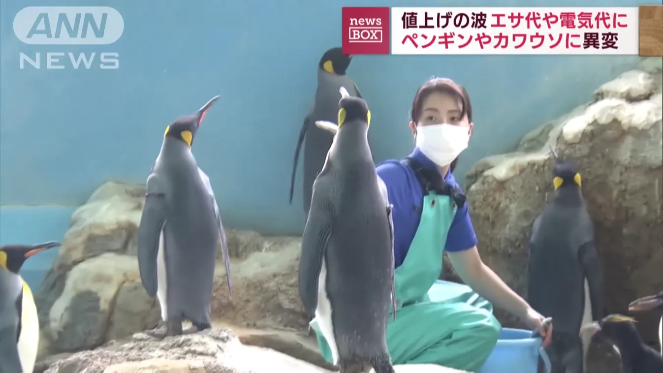 Besokalltak egy Japán állatkert pingvinjei