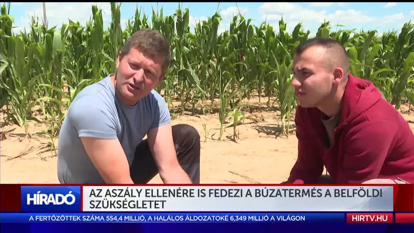 Az aszály ellenére is fedezi A búzatermés a belföldi szükségletet