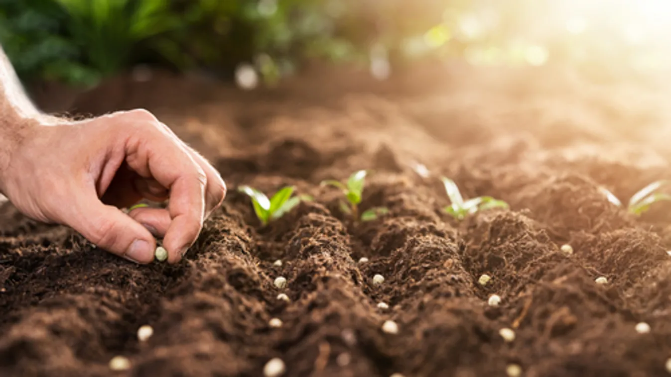 Átlag alatti vetőmagtermést valószínűsít a terméktanács