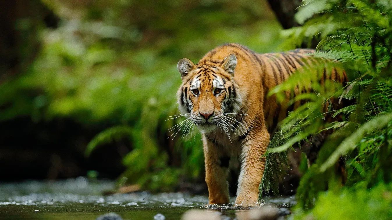 Több a vadon élő tigris az eddig véltnél