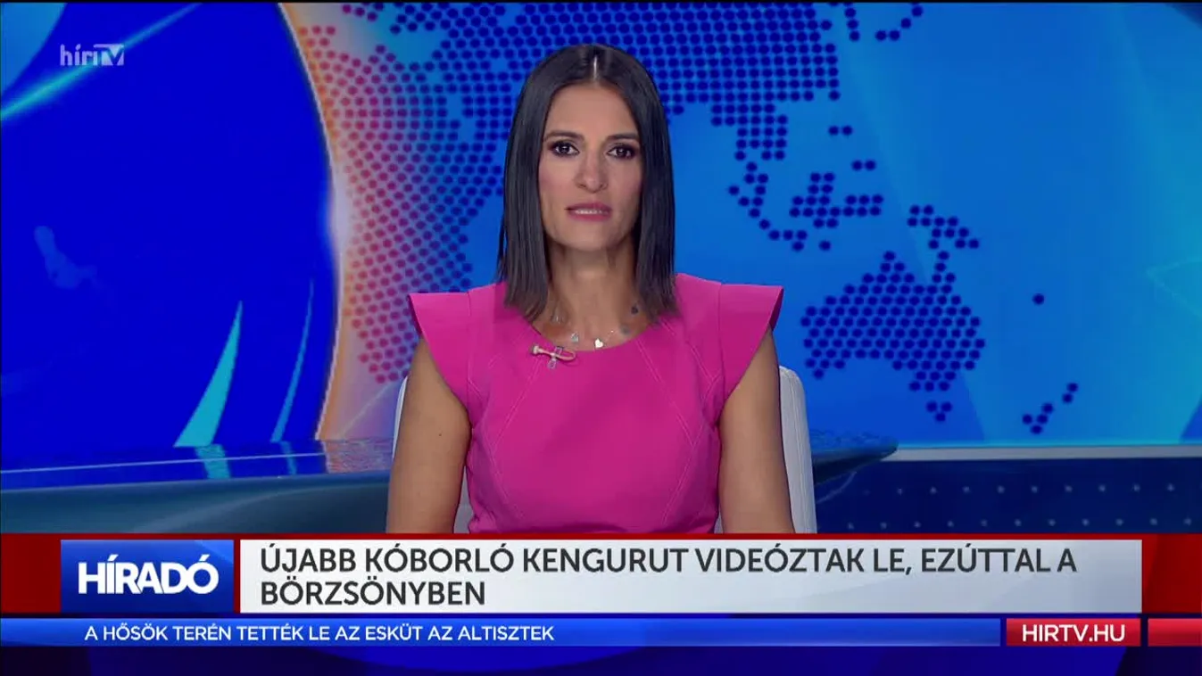 Újabb kóborló kengurut videóztak le, ezúttal a Börzsönyben