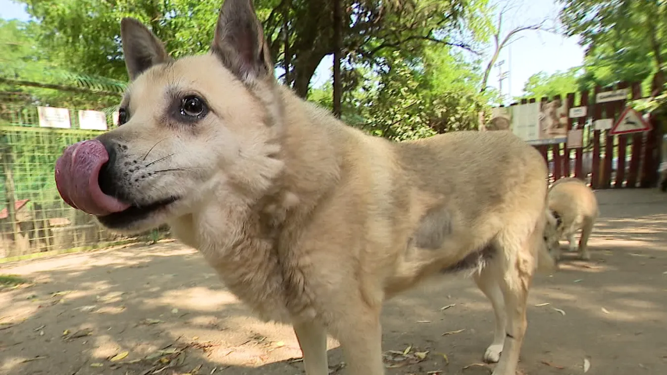 Mozaik - Mire figyeljünk a kutyáknál a kánikulában?