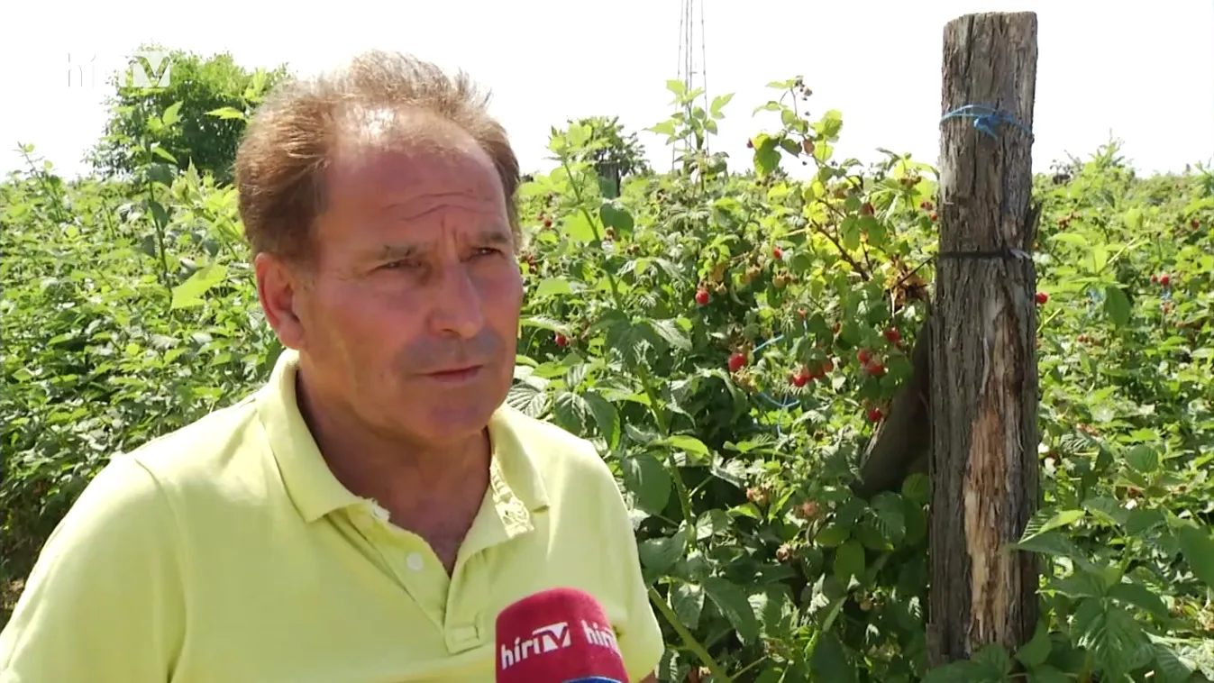 Soroló: Málnadráma