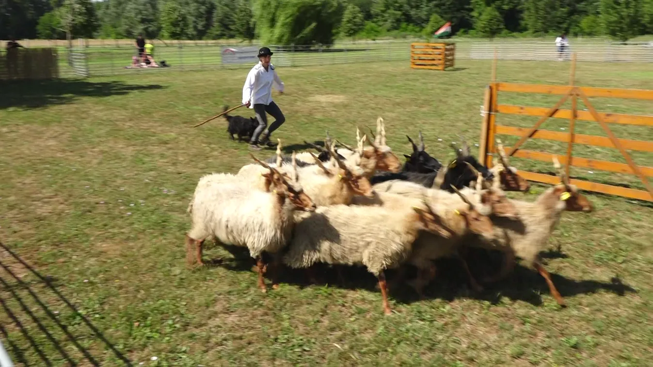 Radar - Magyar pásztorkutyák terelőversenye