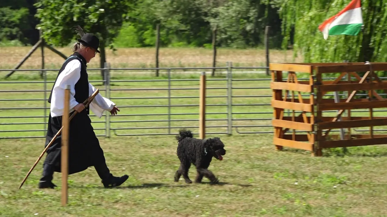 Mozaik - Magyar pásztorkutyák terelőversenye