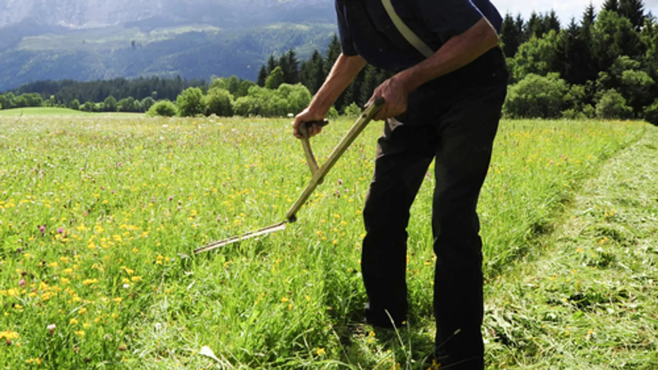 Agrárminisztérium: A kaszálási korlátozások feloldását kéri hazánk Brüsszeltől