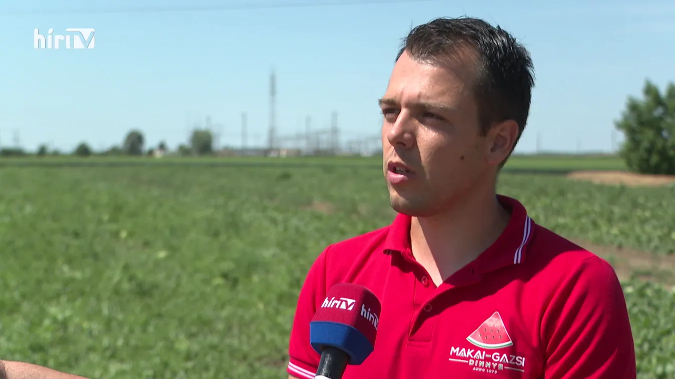 Soroló: Már a szokásost idényt megelőzően megérett a hazai görögdinnye