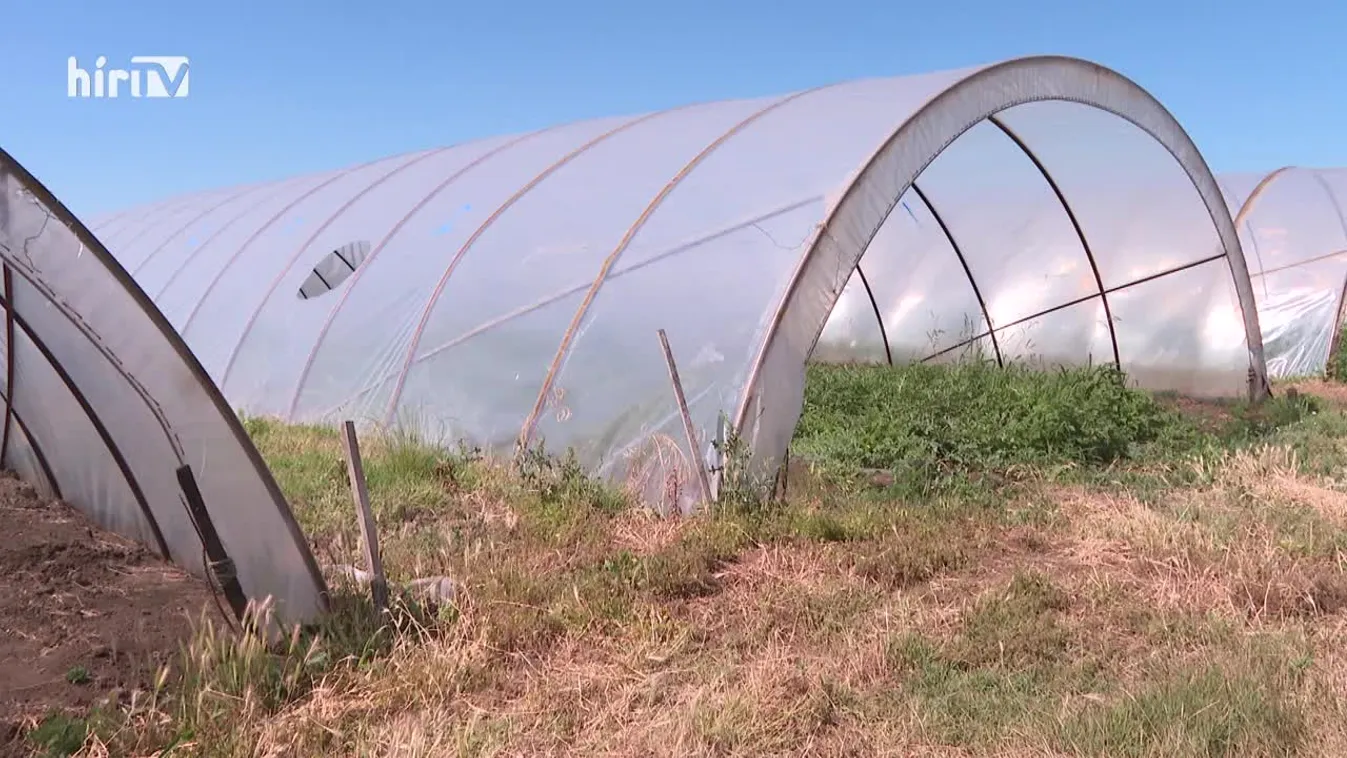 Soroló (2022-07-09)