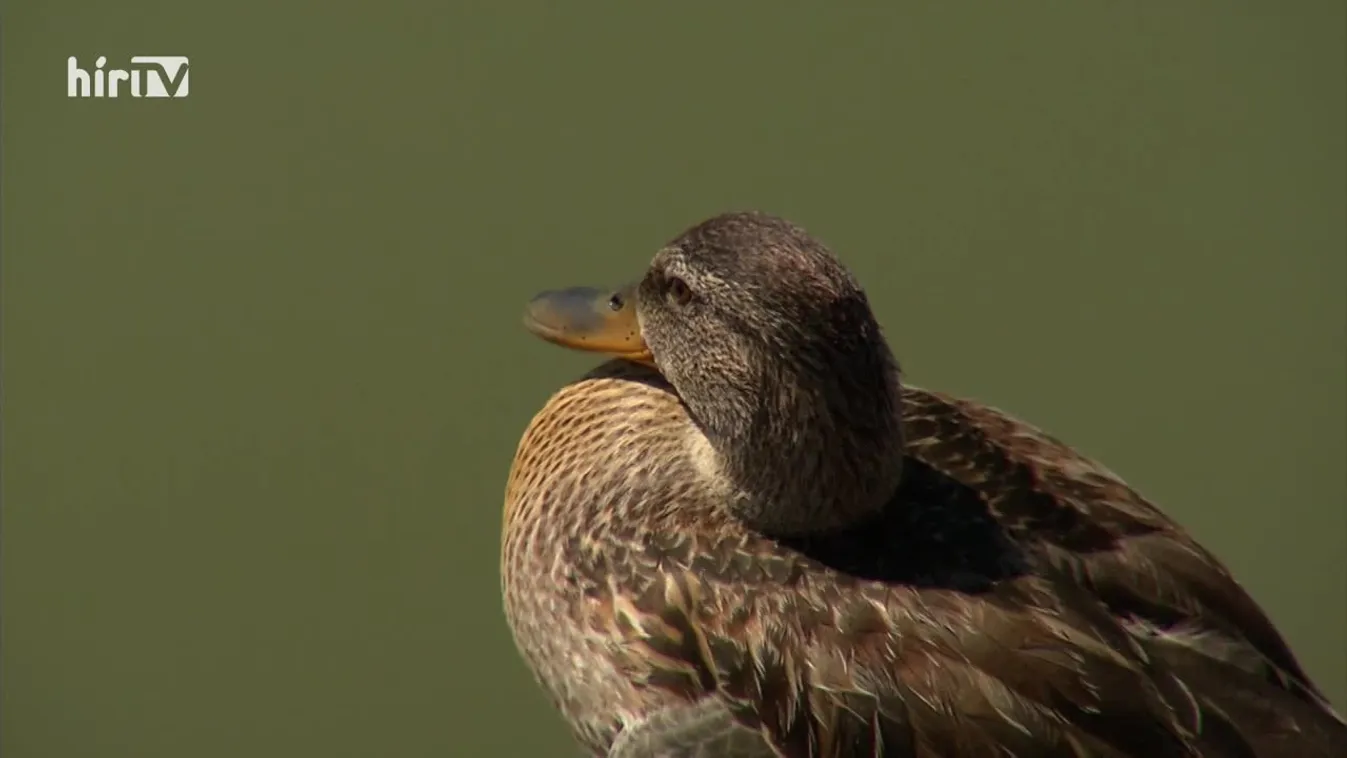 Zöldövezet (2022-07-31)