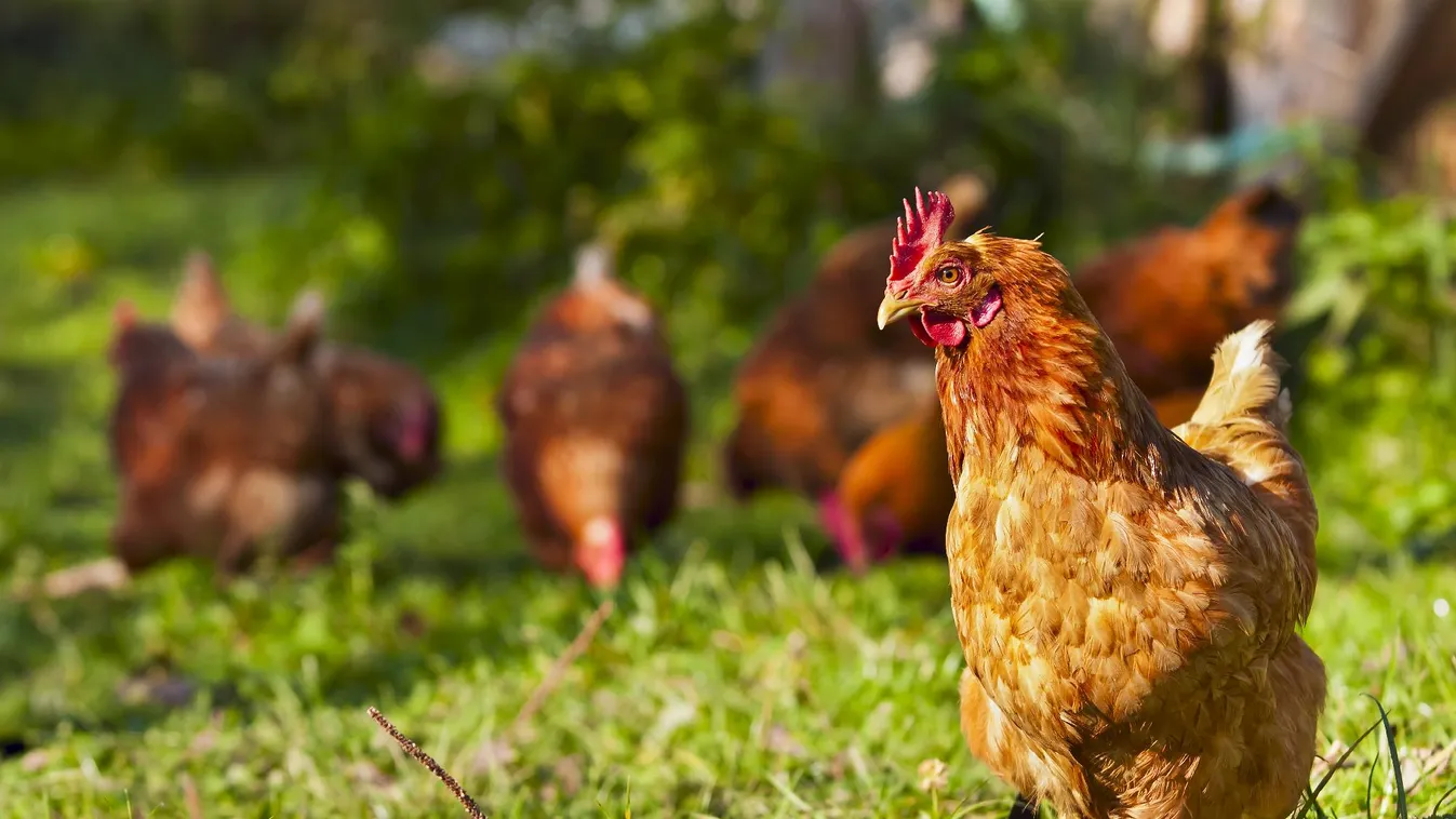 Megszűntek a madárinfluenza miatt elrendelt területi korlátozások Magyarországon
