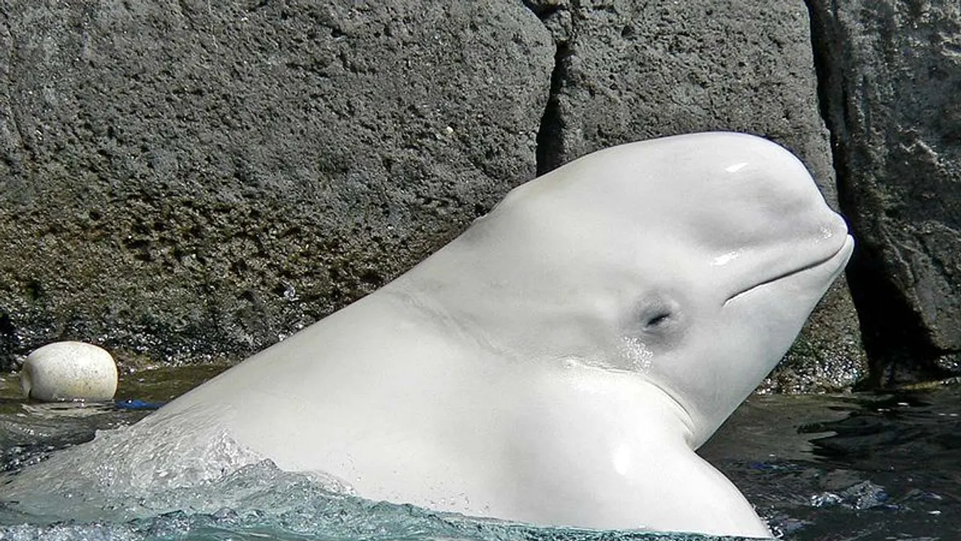 Egy orka és egy csukabálna után egy beluga is a Szajnába tévedt