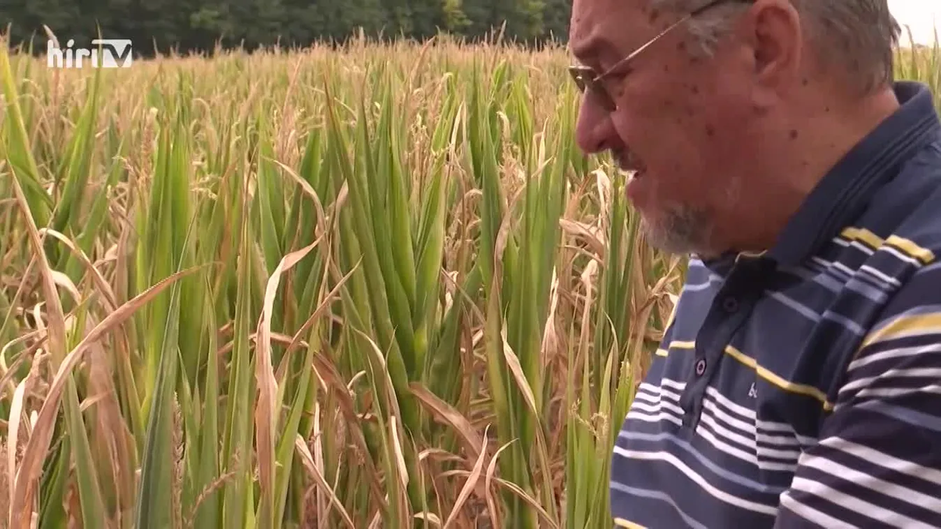 Soroló (2022-08-20)