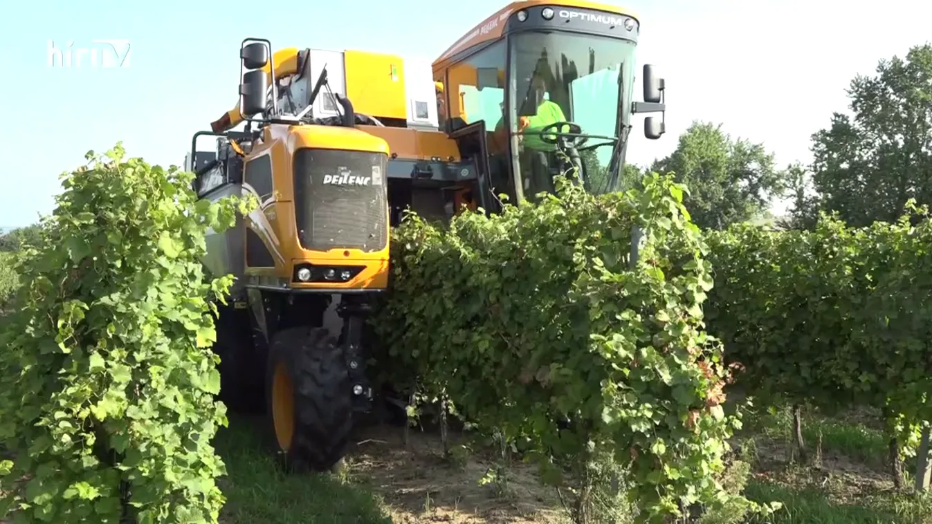 Soroló: Kevés szőlő, drága bor