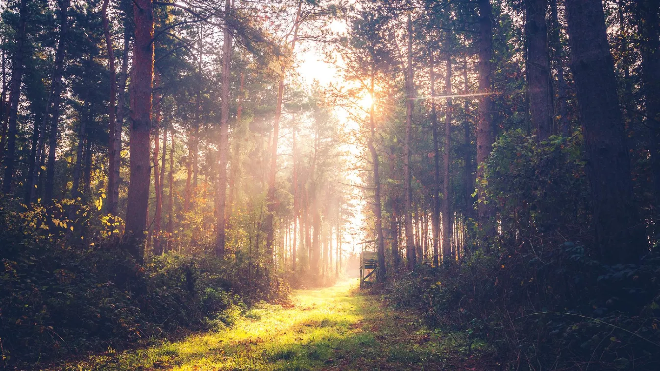 AM: Megóvjuk hazánk zöld tőkéjét