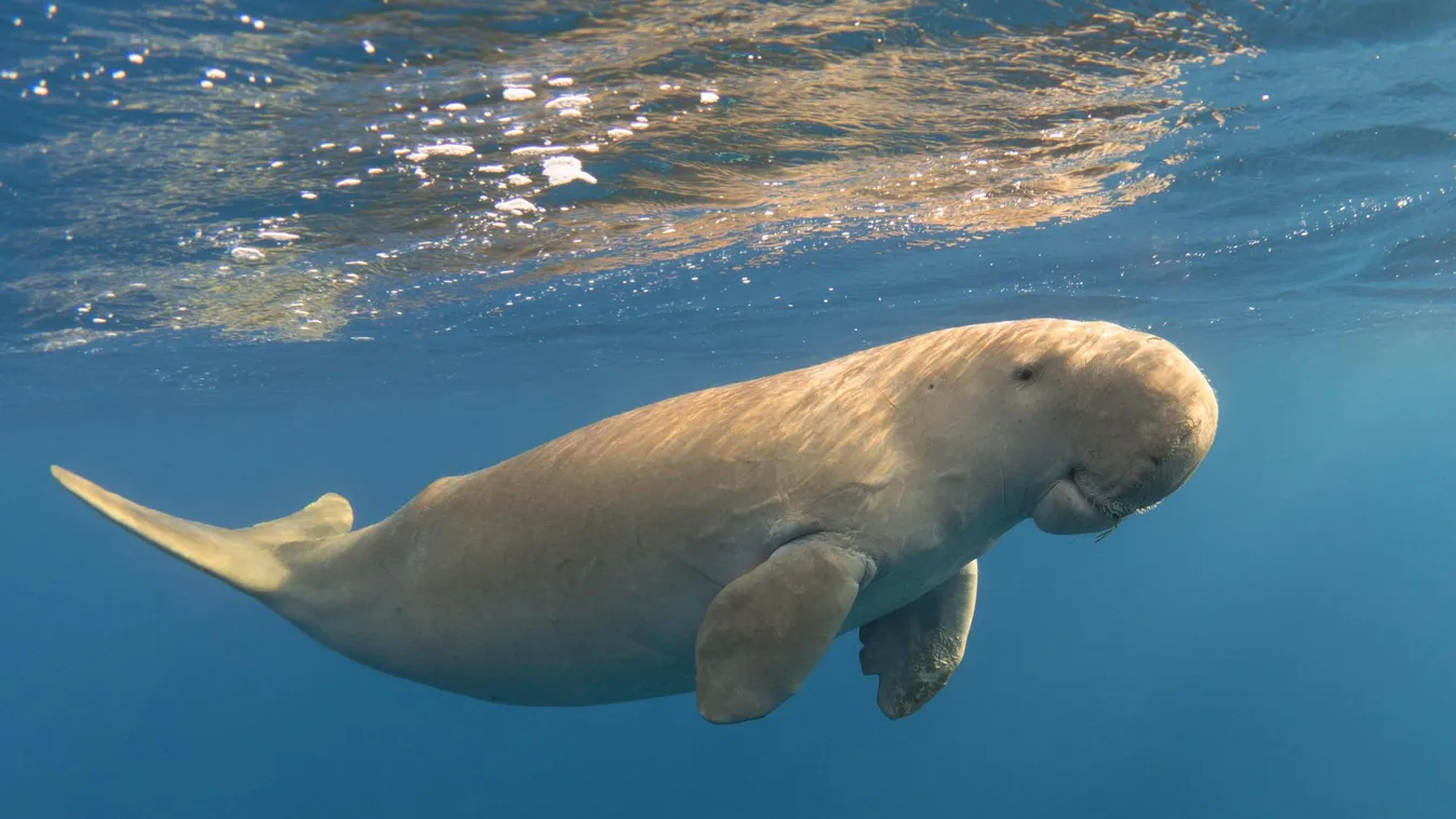 Kihalhatott Kínában a dugong