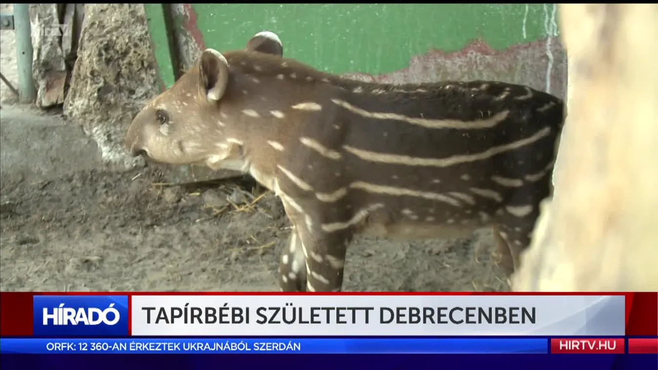 Tapírbébi született Debrecenben