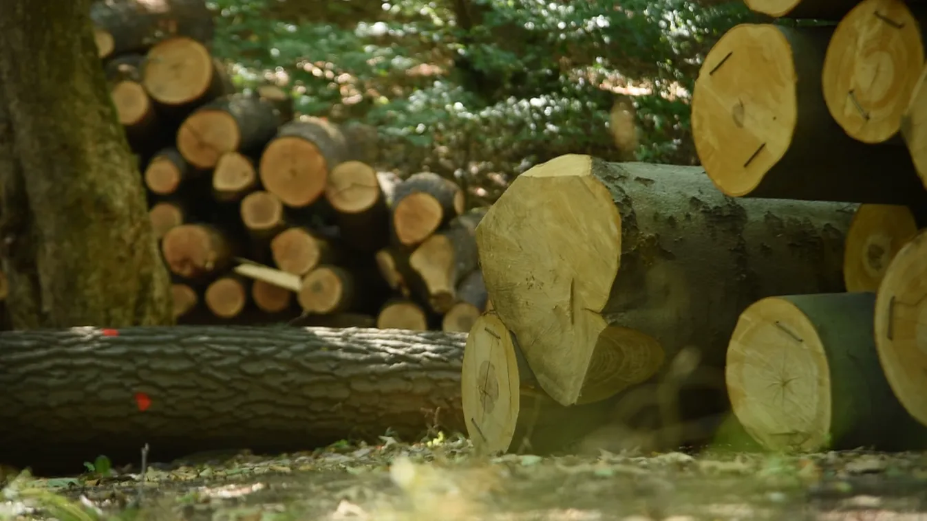 Radar - Erdőirtás nélkül is lesz elég tűzifa