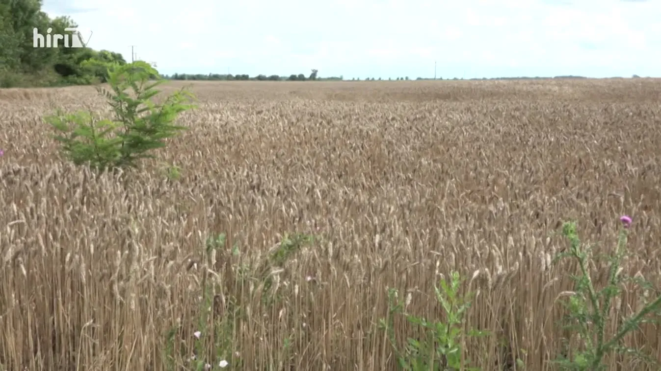 Soroló (2022-08-13)