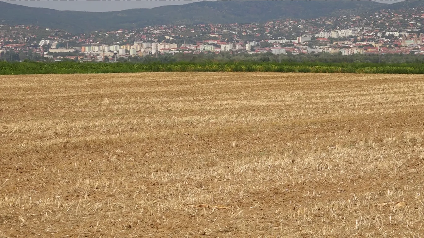 Baranyában is nagy károkat okozott az aszály