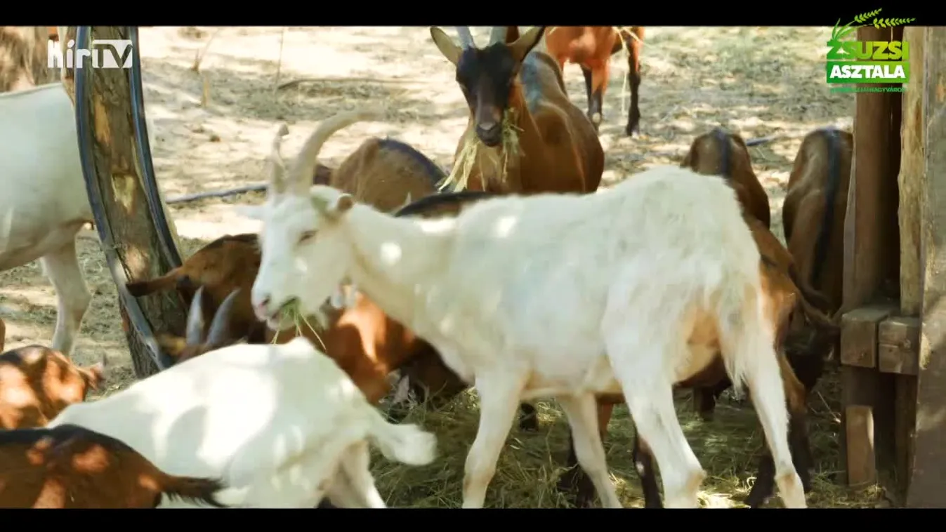 Zsuzsi asztala (2022-08-06)