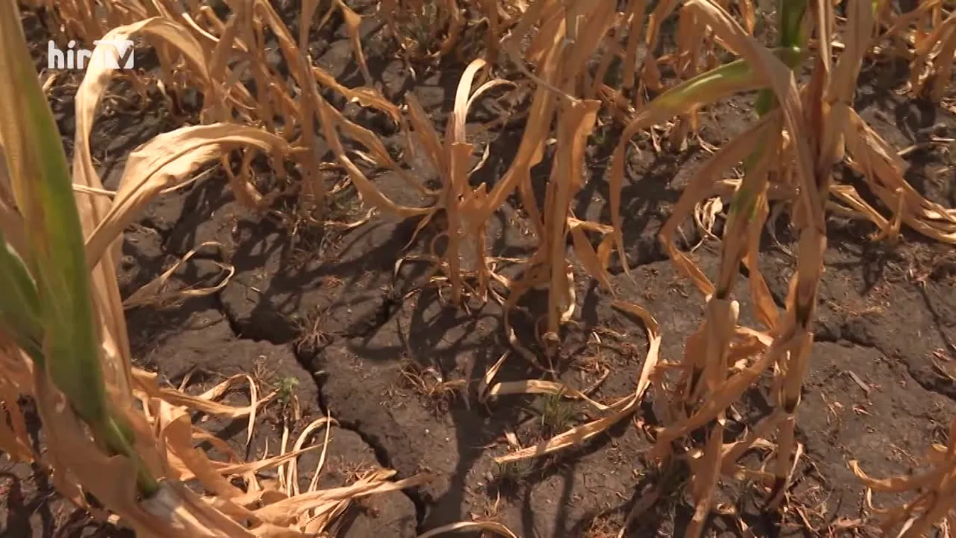 Soroló (2022-08-27)