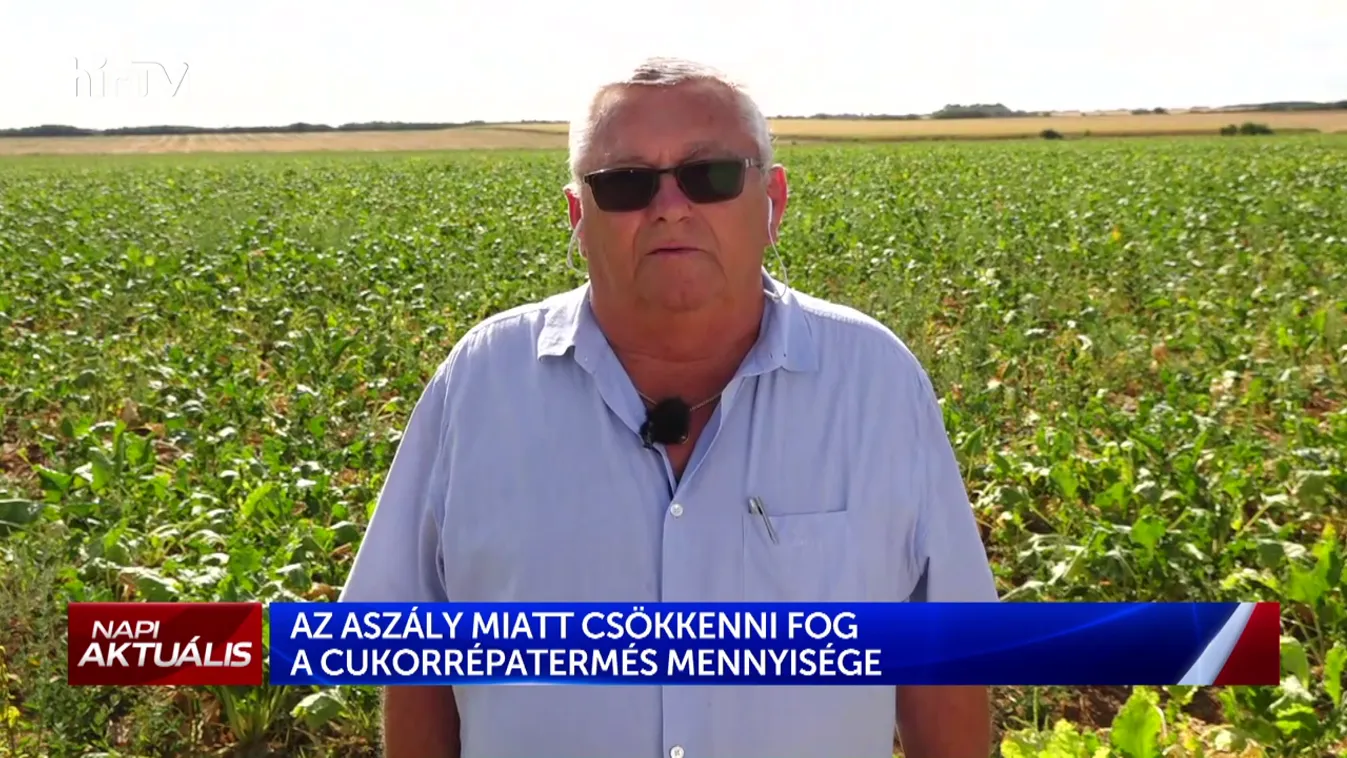 Az aszály miatt csökkenni fog a cukorrépatermés mennyisége