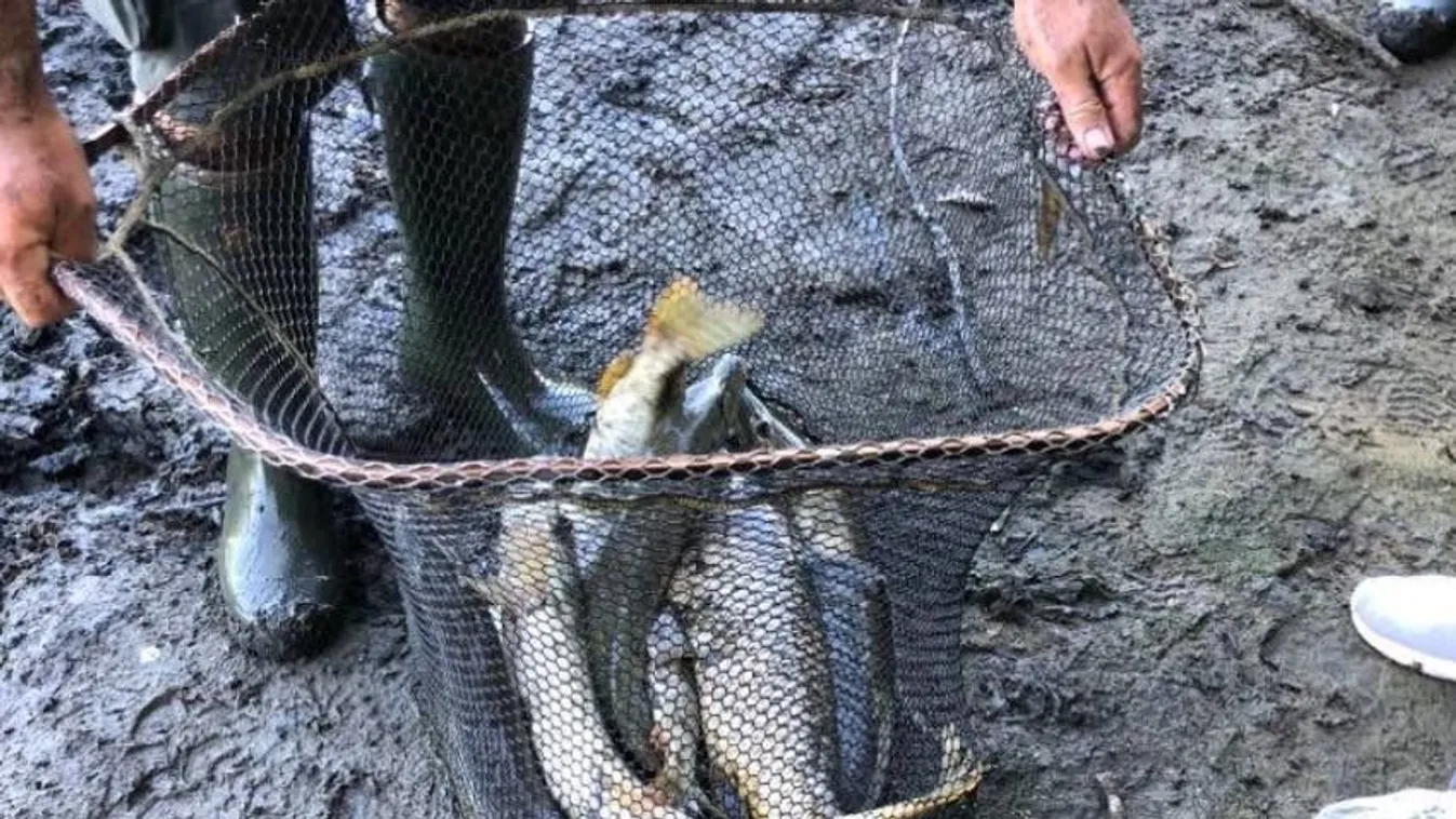 1000 kiló pontyot és csukát mentettek meg, majd helyeztek át a Tiszába