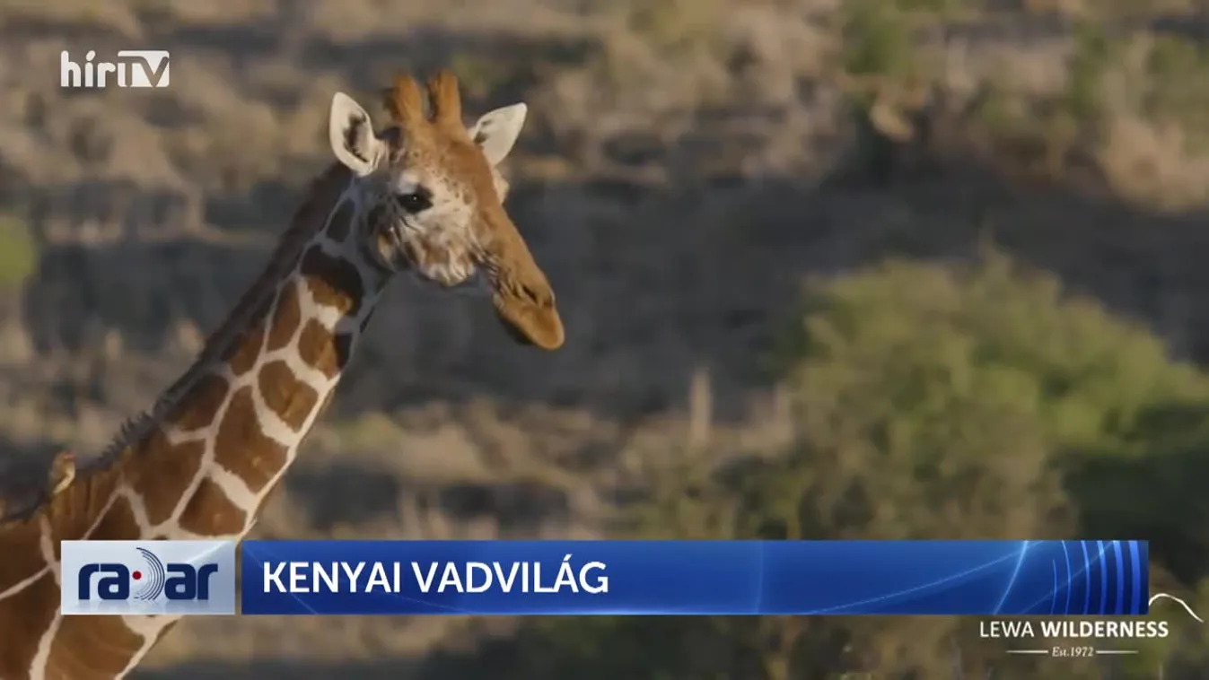 Radar - Kenyai vadvilág (2022-09-13)