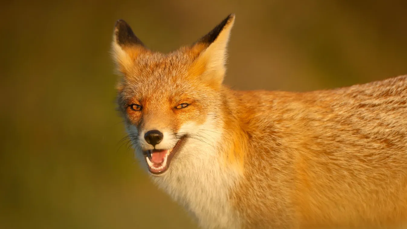 Ebzárlatot és legeltetési tilalmat rendelnek el Békés megyében