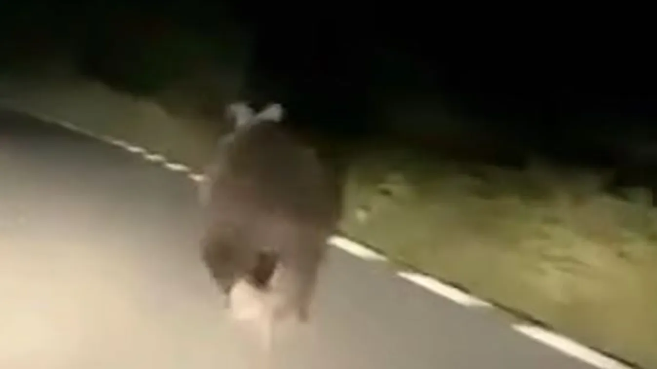 Egy autó előtt szaladt a Kolozs megyei úton egy medve - VIDEÓ