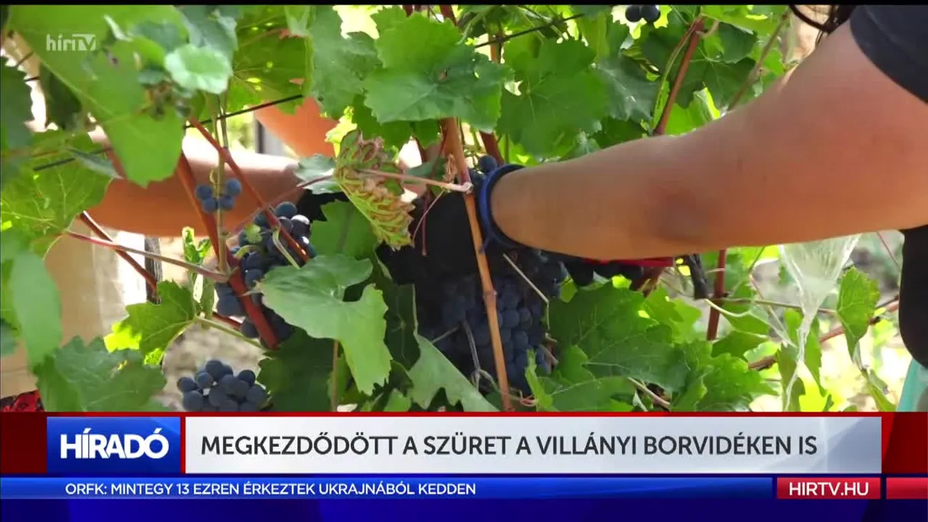 Megkezdődött a szüret a Villányi borvidéken is