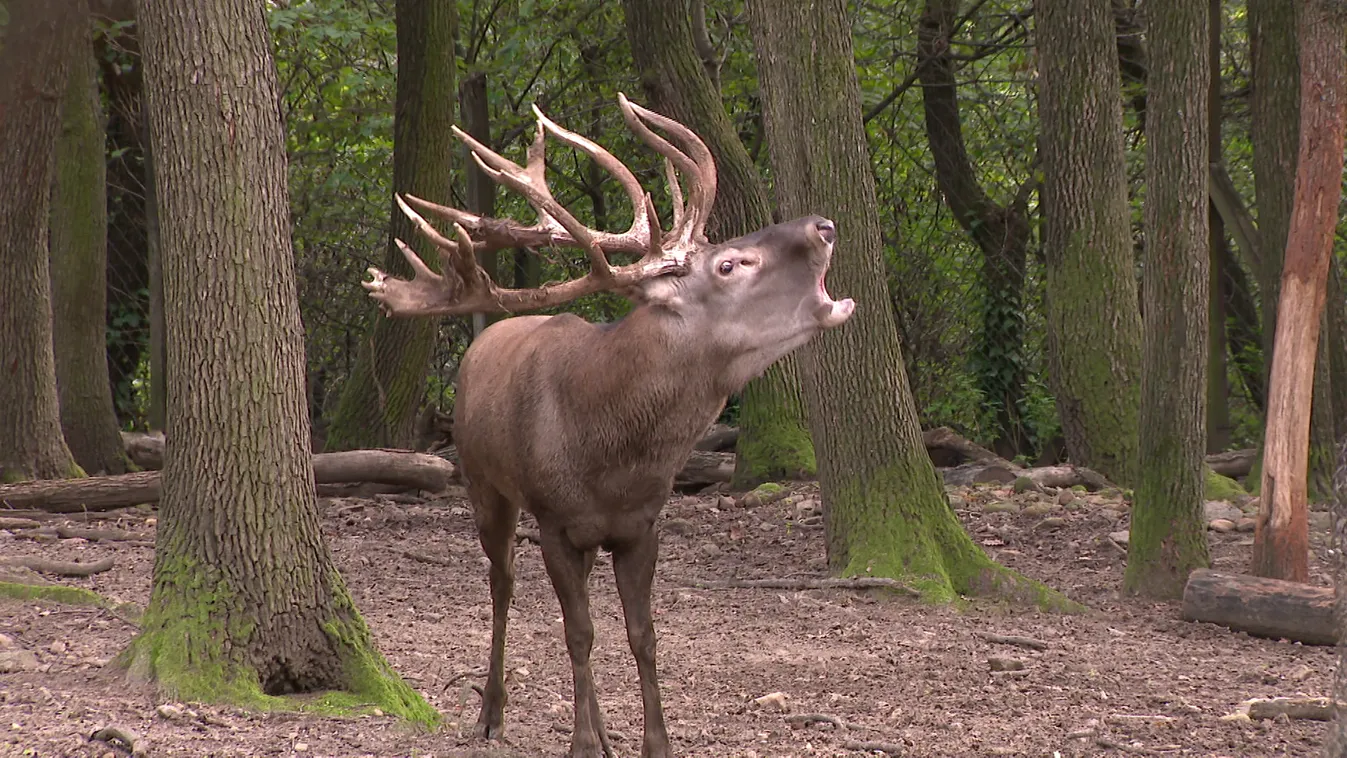 Radar: Az őszi erdő orgonája
