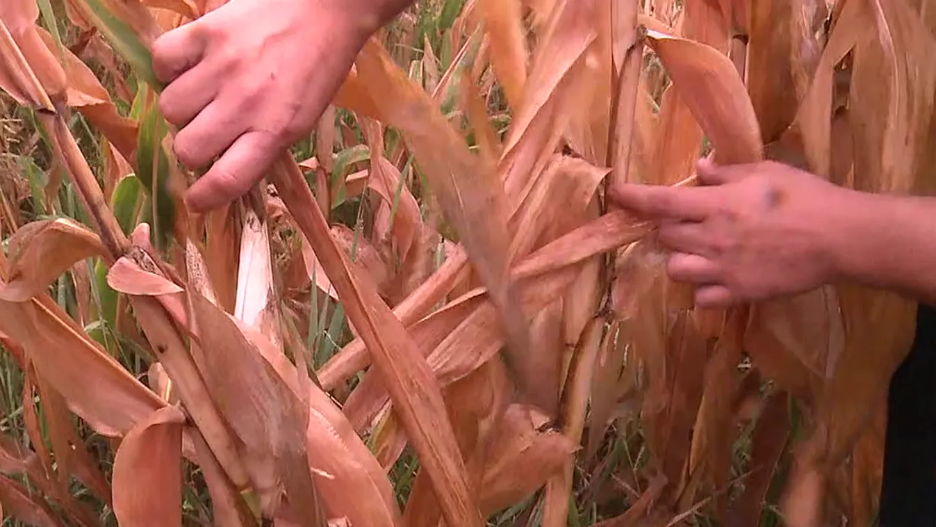 Soroló: Elégett kukoricalevél, ritka termés