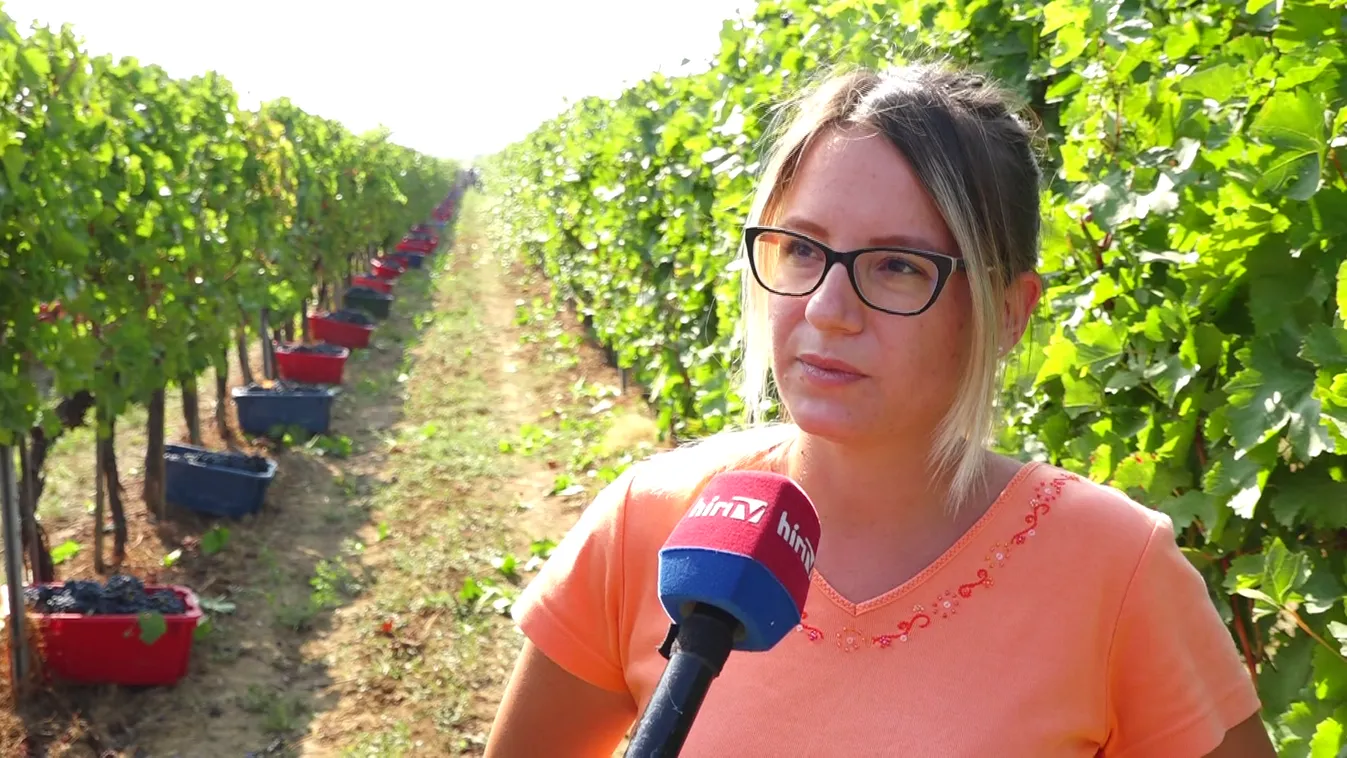 Megkezdődött a szüret a Villányi borvidéken is