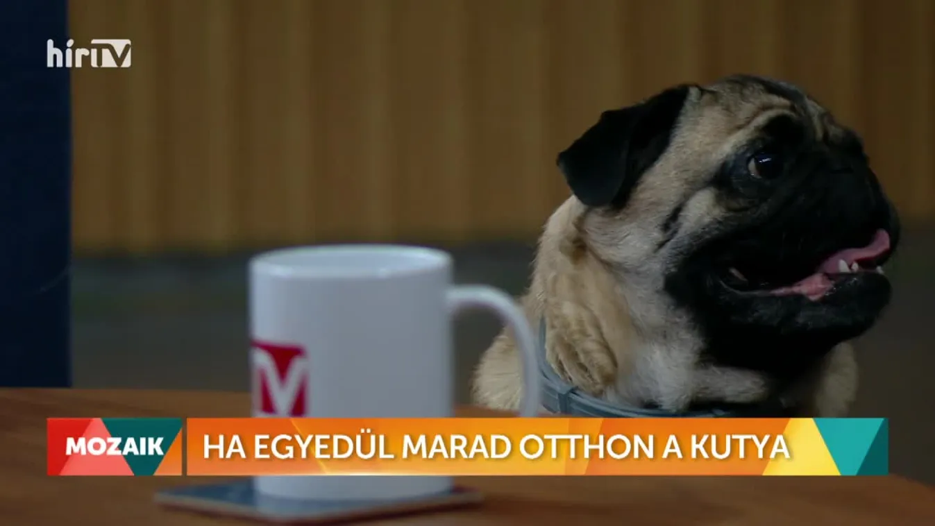 Mozaik - Ha egyedül marad otthon a kutya (2022-09-09)