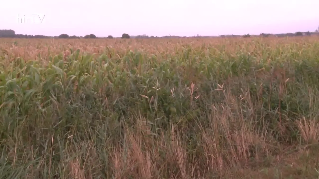 Soroló (2022-09-10)