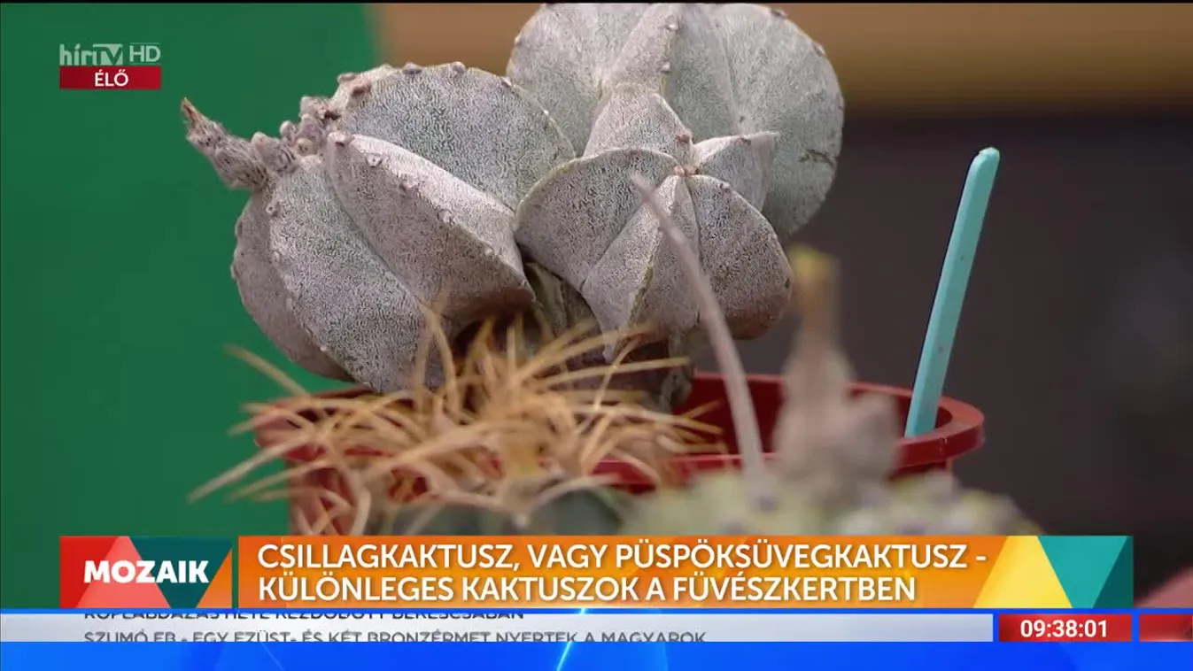 Mozaik - Csillagkaktusz, vagy püspöksüvegkaktusz - különleges kaktuszok a füvészkertben (2022-09-06)