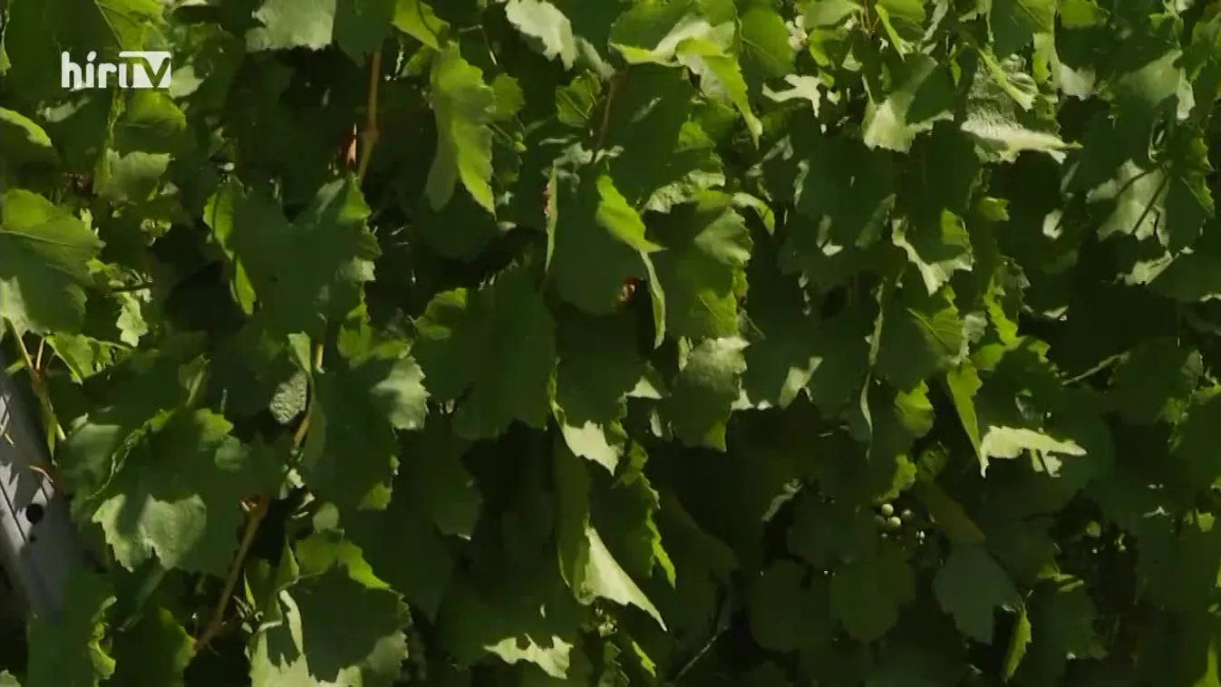 Soroló (2022-09-17)