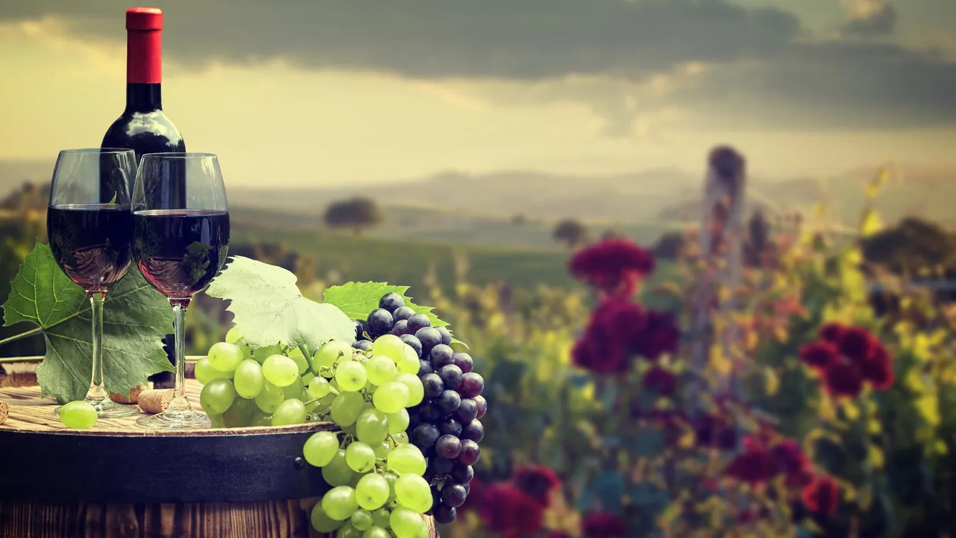 Az agrártárca kiemelten támogatja a határon túli termelők fennmaradását