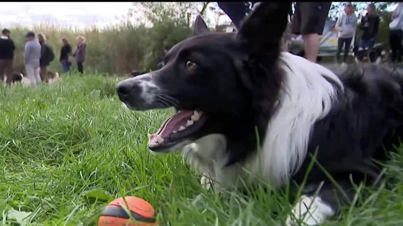 Radar - A legokosabb kutya