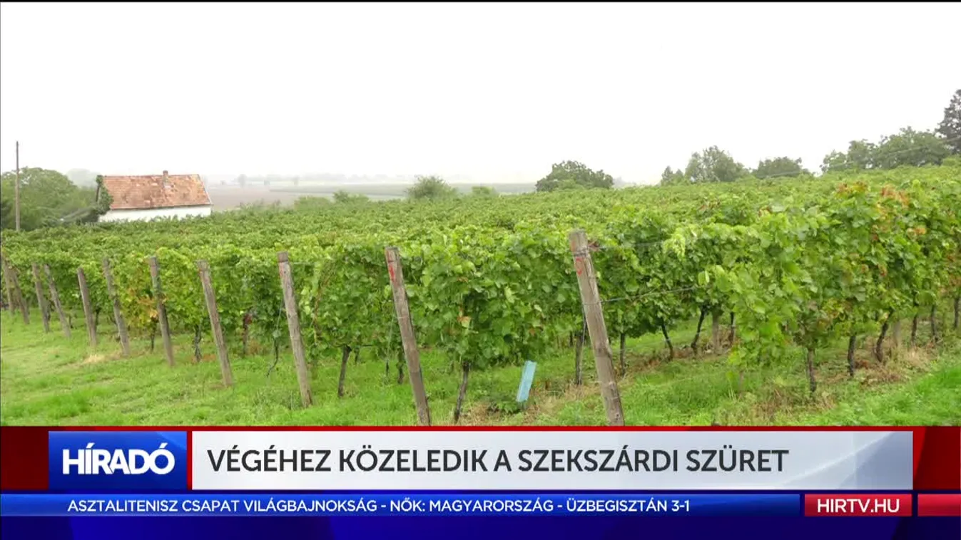 Végéhez közeledik a szekszárdi szüret