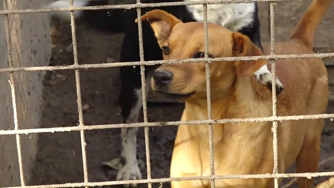 Radar - Sok kisállat kerül az utcára