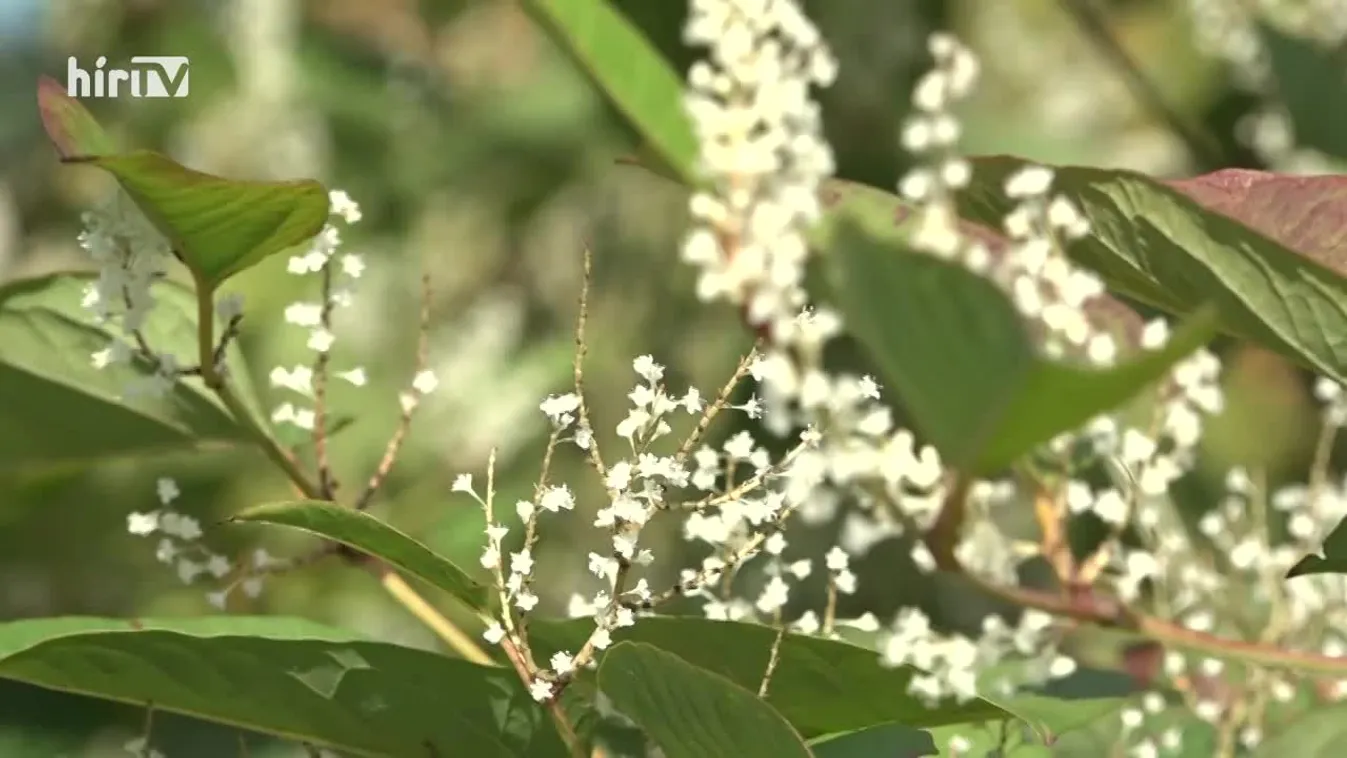 Zöldövezet (2022-10-23)