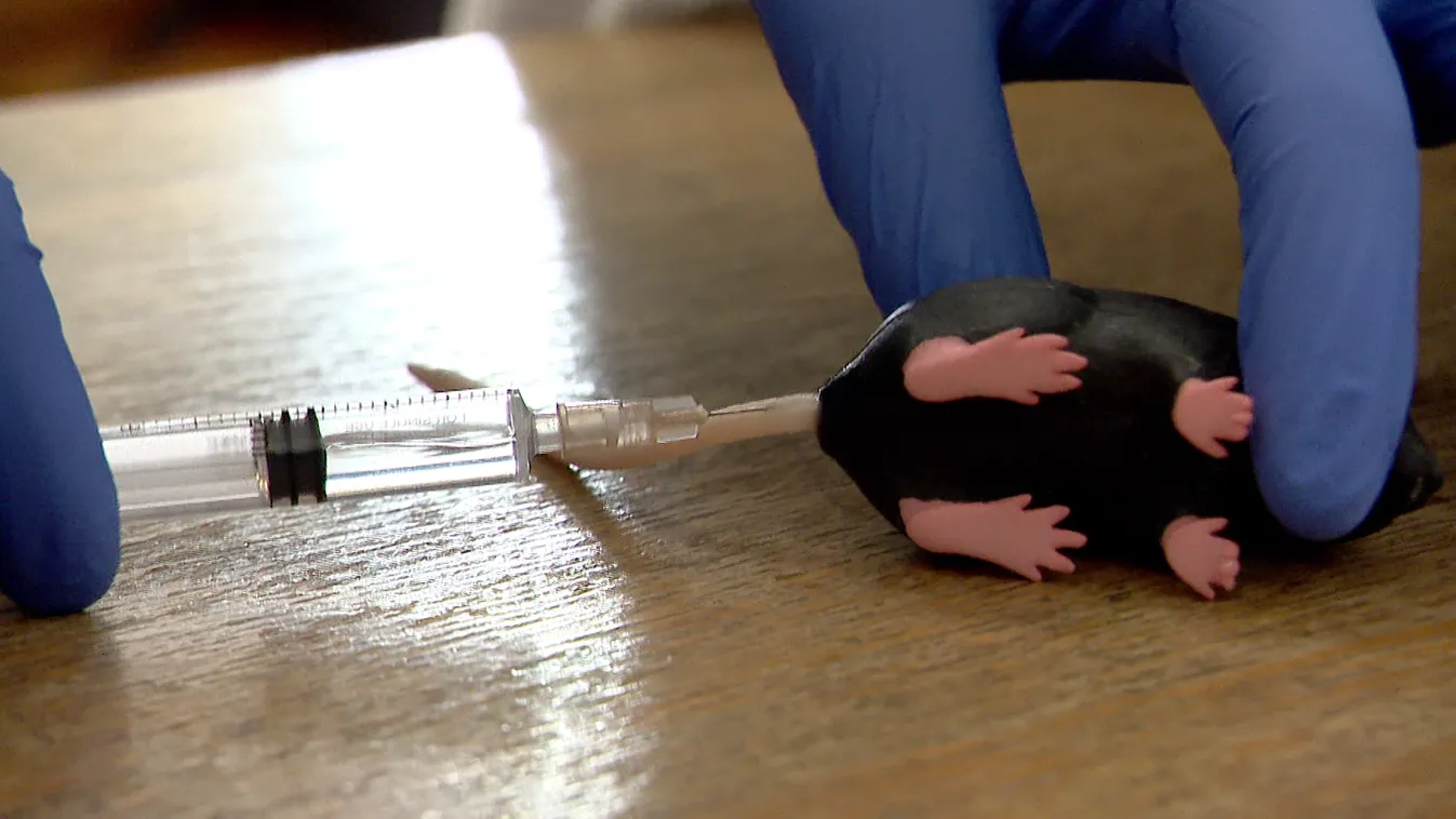 Radar - Műegérből vesznek vért