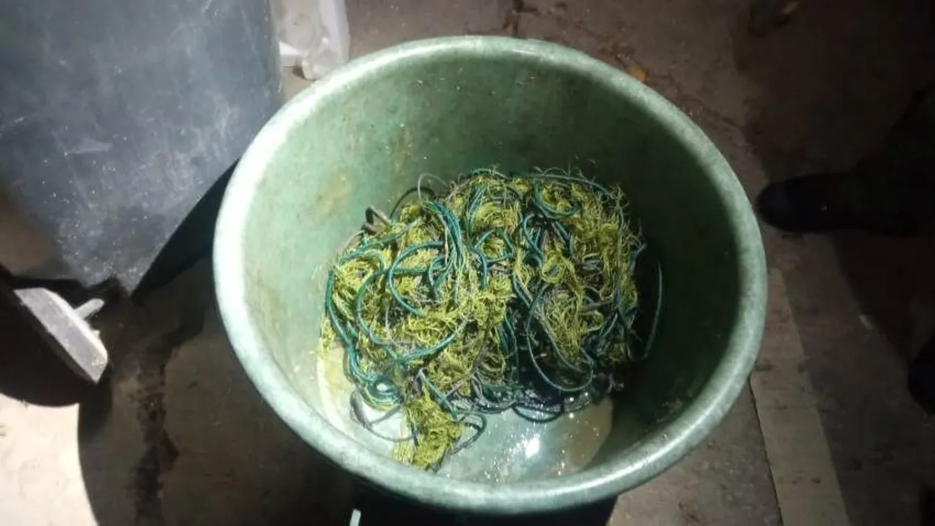 Nyakzó hálót találtak az Alcsi Holt-Tiszában, a tettes nincs meg