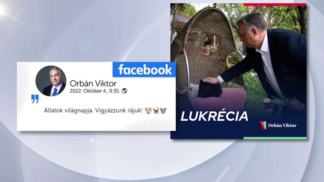 Változatos programok országszerte az állatok világnapján